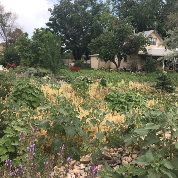The AK Apothekary garden with mom's house in the background.